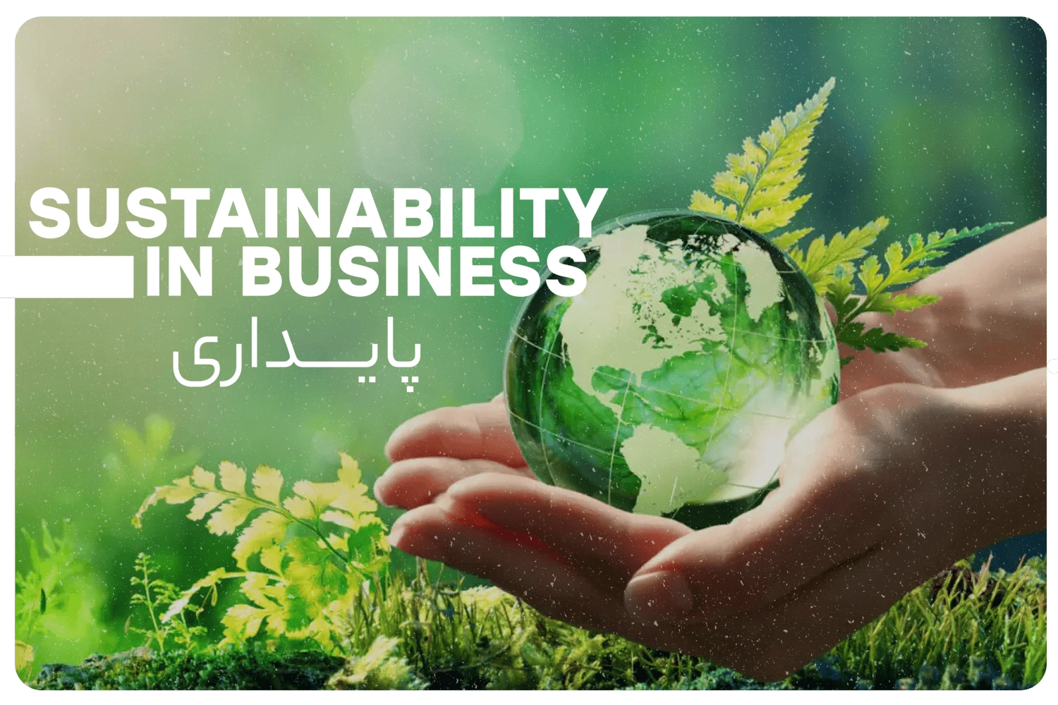 پایداری کاکائو