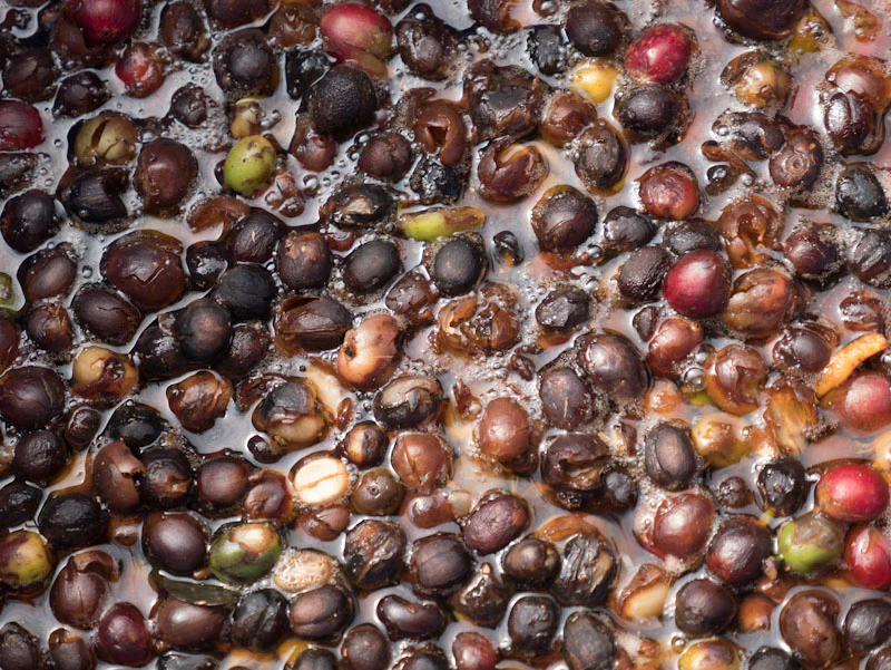 فرآوری قهوه به روش کربنیک (Carbonic Maceration)