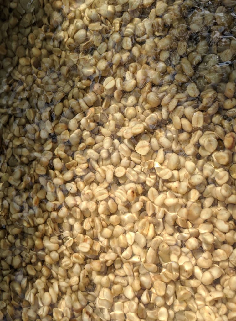 فرآوری قهوه به روش شسته ( Washed )