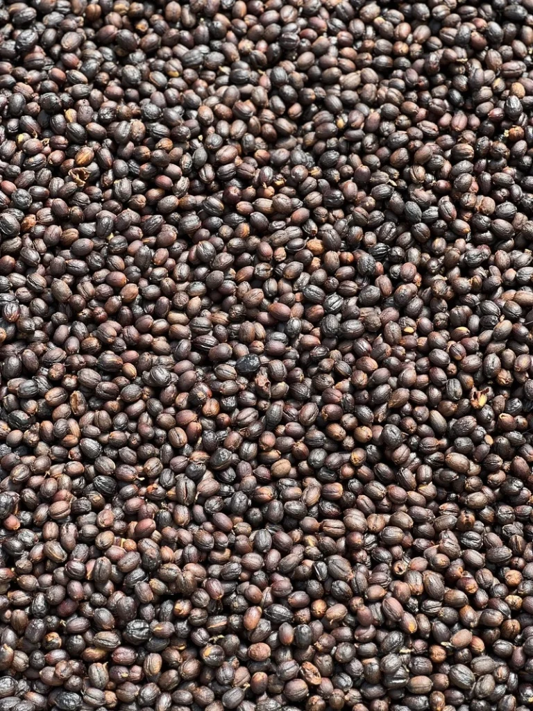 فرآوری قهوه به روش طبیعی ( natural)