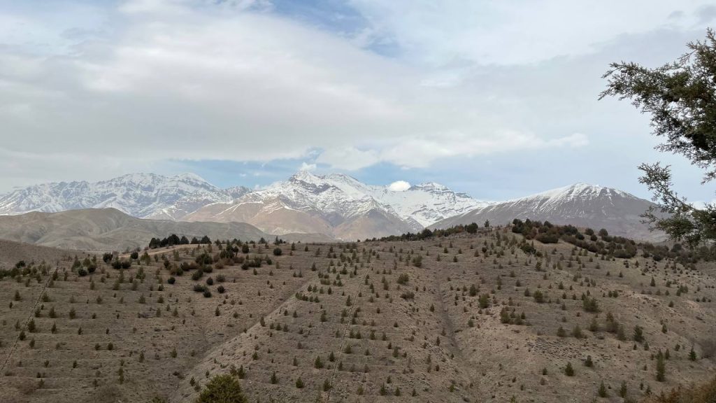 نهال سرو در جنگل لتیان
